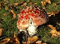 Signs of Autumn 02